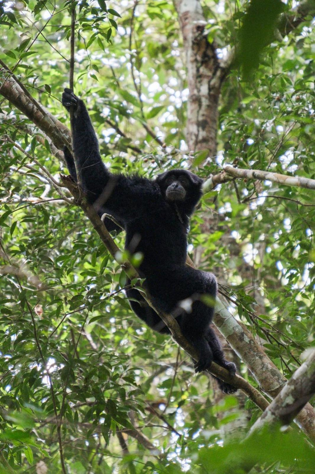 Magpie resto dan homestay Bukit Lawang Esterno foto