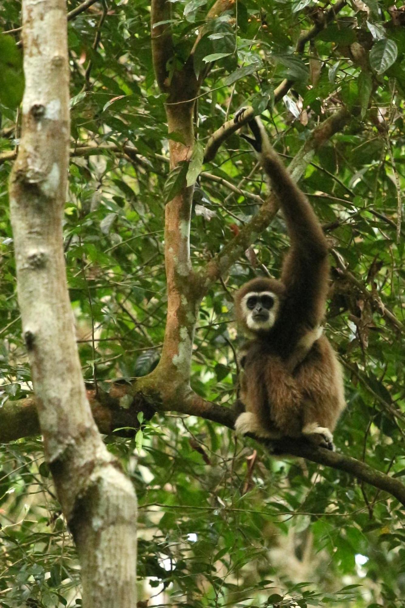 Magpie resto dan homestay Bukit Lawang Esterno foto