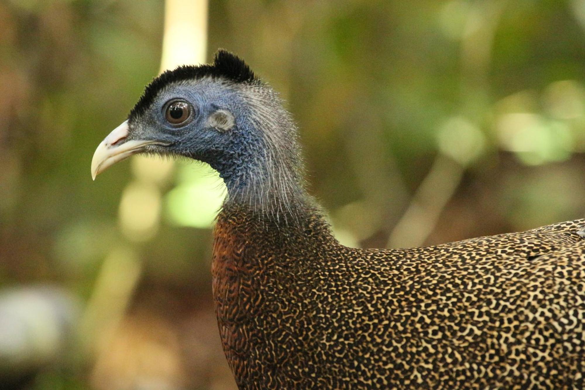 Magpie resto dan homestay Bukit Lawang Esterno foto