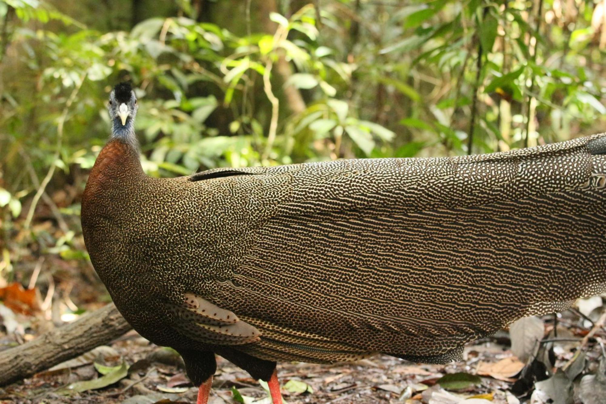 Magpie resto dan homestay Bukit Lawang Esterno foto