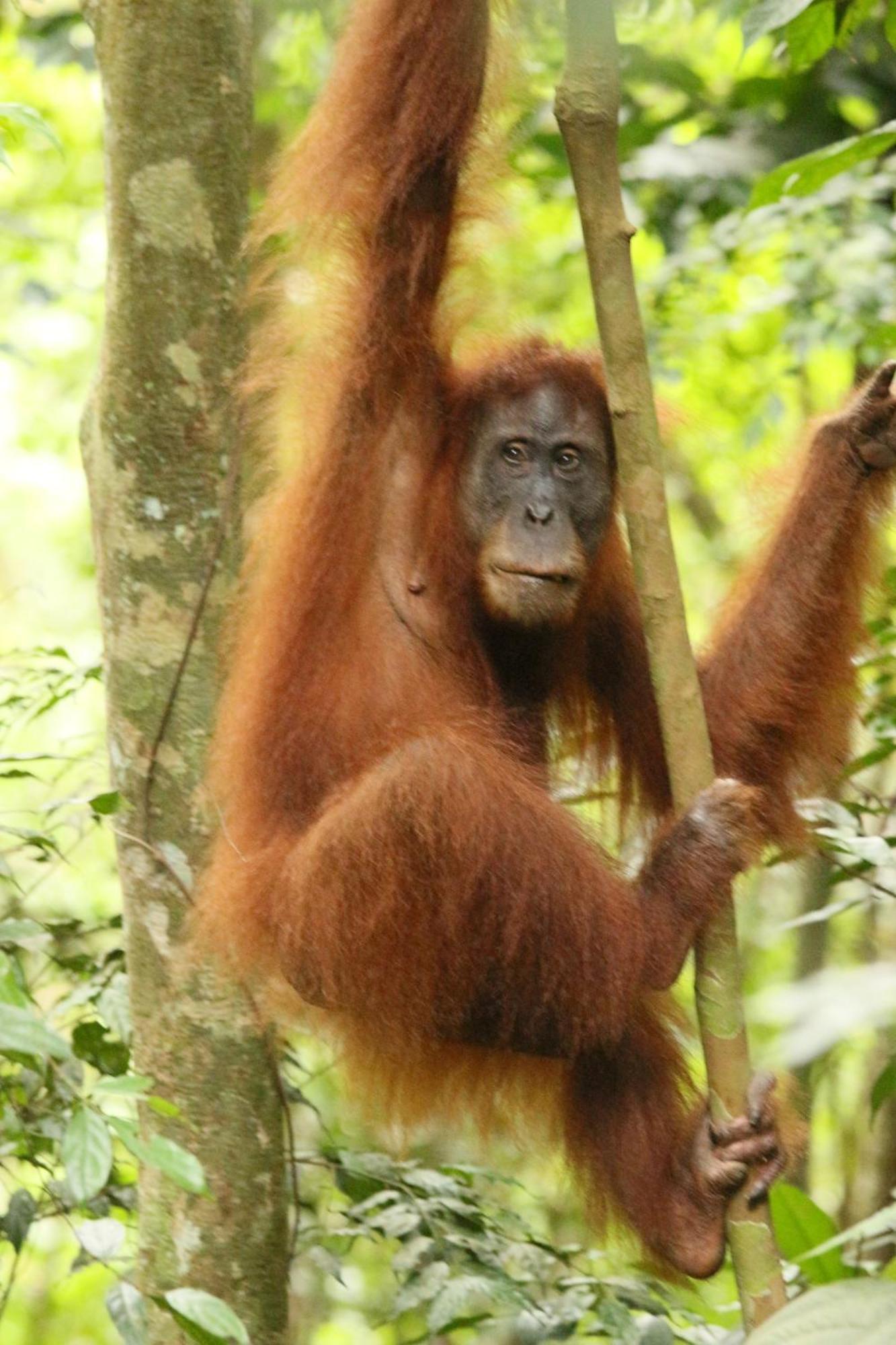 Magpie resto dan homestay Bukit Lawang Esterno foto