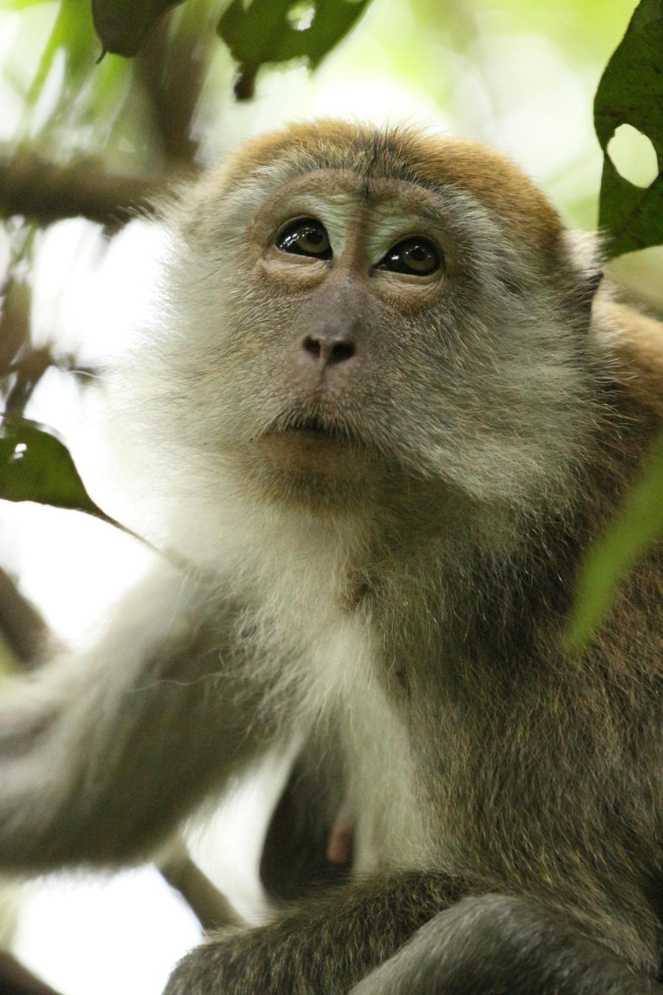 Magpie resto dan homestay Bukit Lawang Esterno foto
