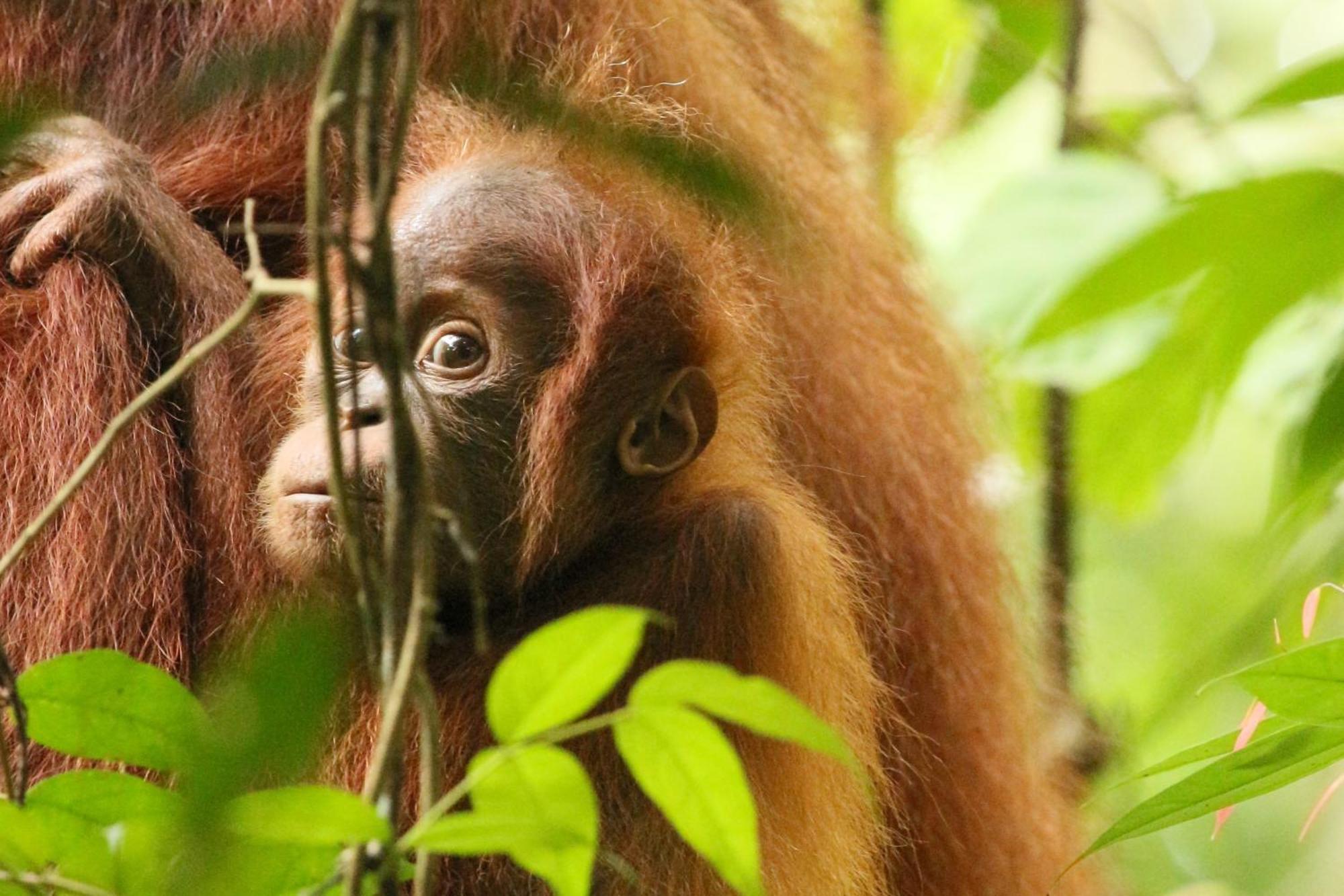 Magpie resto dan homestay Bukit Lawang Esterno foto
