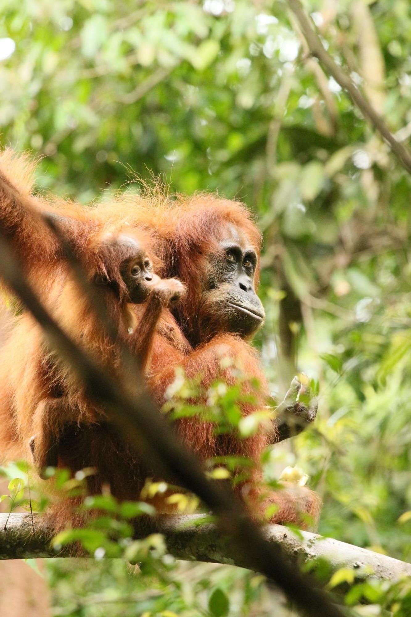 Magpie resto dan homestay Bukit Lawang Esterno foto