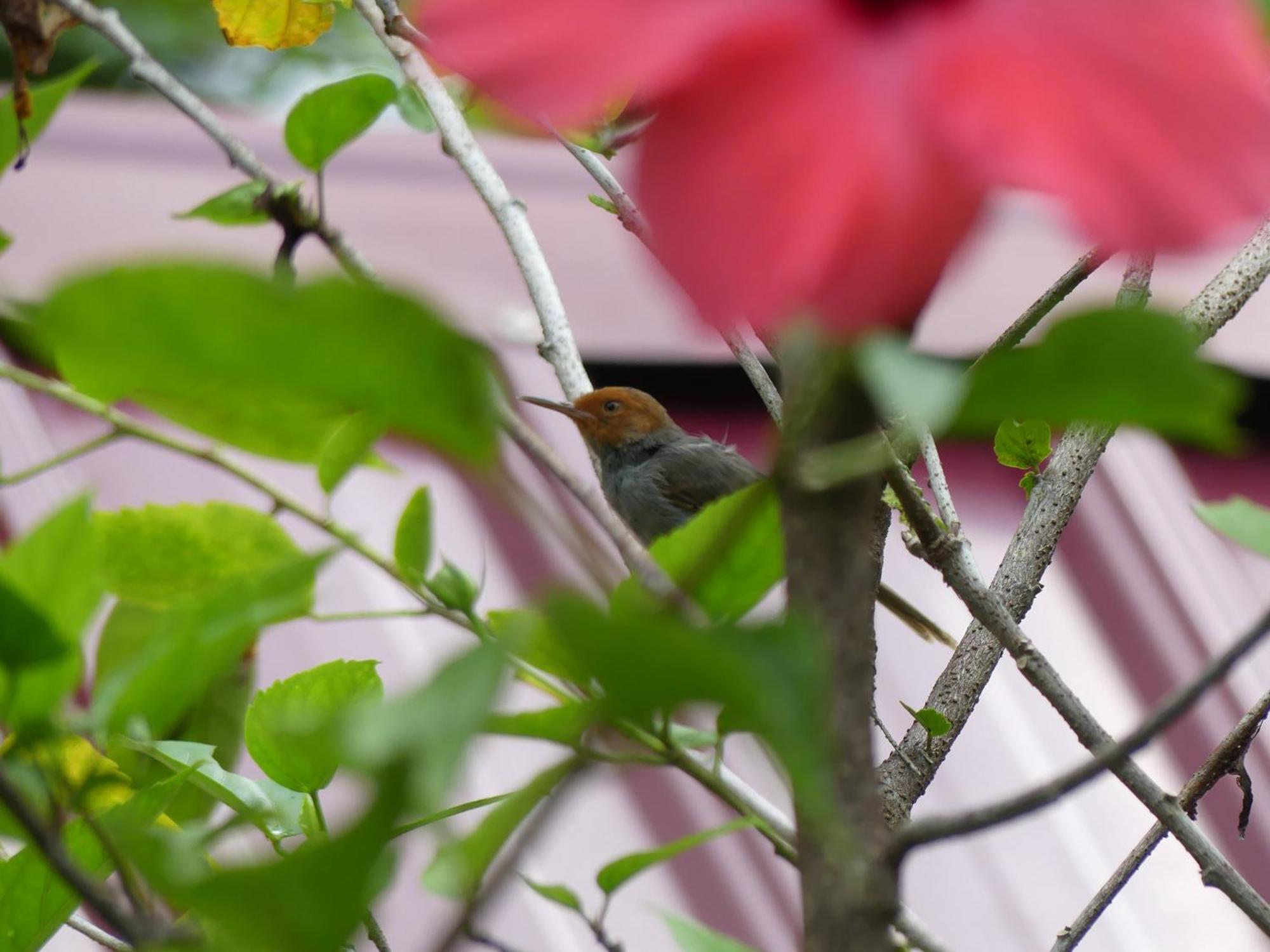 Magpie resto dan homestay Bukit Lawang Camera foto